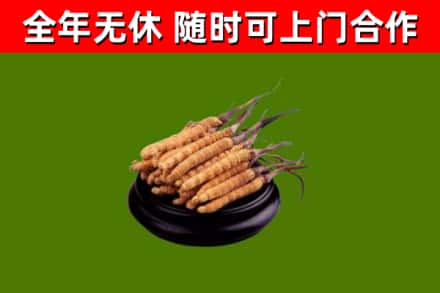 沾化烟酒回收冬虫夏草.jpg
